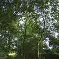 The woods of Wortham Ling, A Picnic on The Ling, Wortham, Suffolk - 26th August 2007