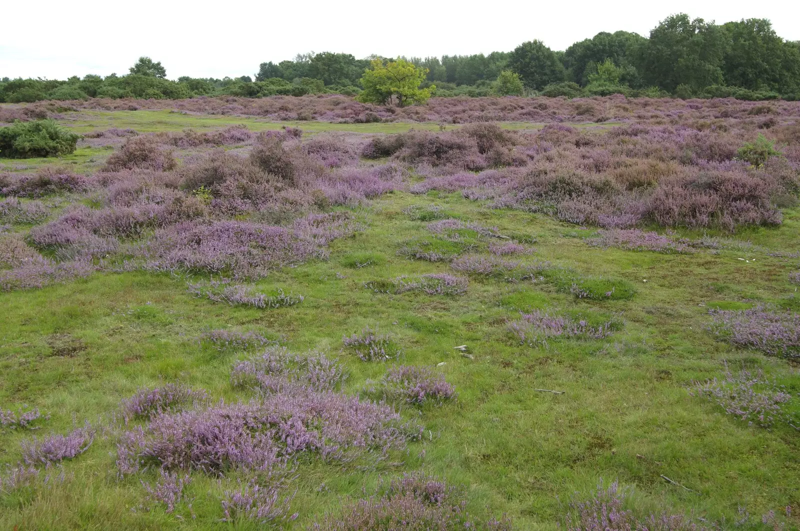 Purple heather on the Ling, from A Picnic on The Ling, Wortham, Suffolk - 26th August 2007