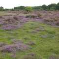 A Picnic on The Ling, Wortham, Suffolk - 26th August 2007, Purple heather on the Ling