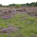 Purple heather on the Ling, A Picnic on The Ling, Wortham, Suffolk - 26th August 2007