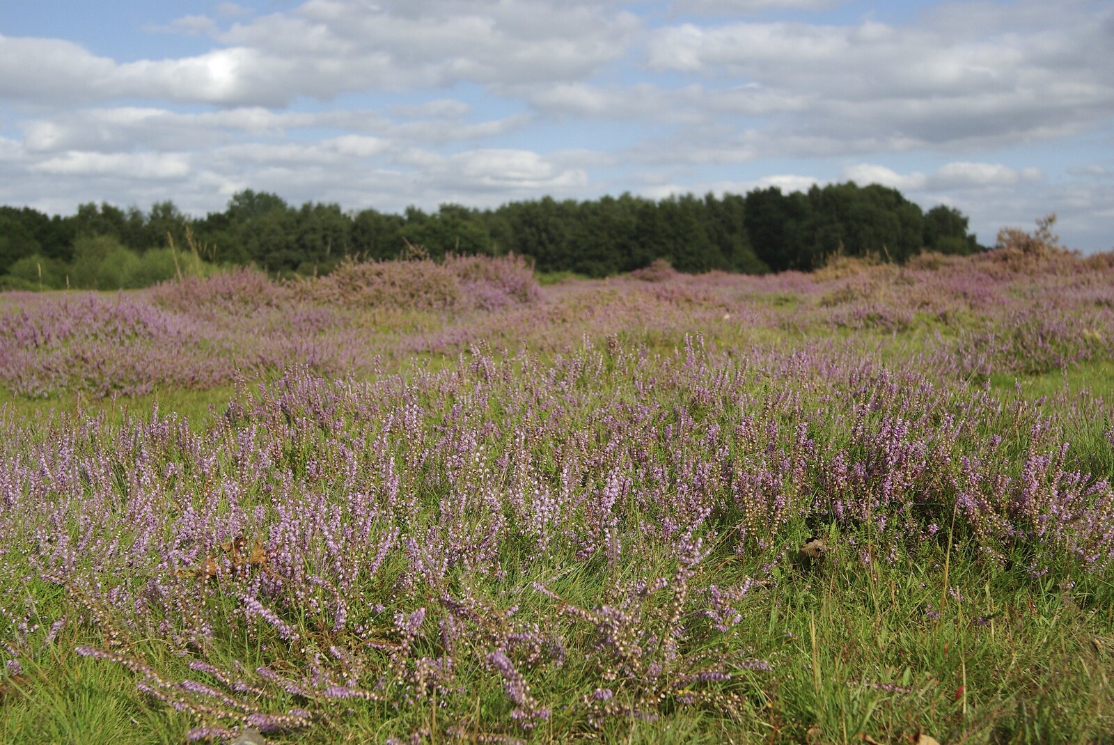 A Picnic on The Ling, Wortham, Suffolk - 26th August 2007: More purple heather