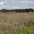 A Picnic on The Ling, Wortham, Suffolk - 26th August 2007, More purple heather