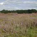 More purple heather, A Picnic on The Ling, Wortham, Suffolk - 26th August 2007