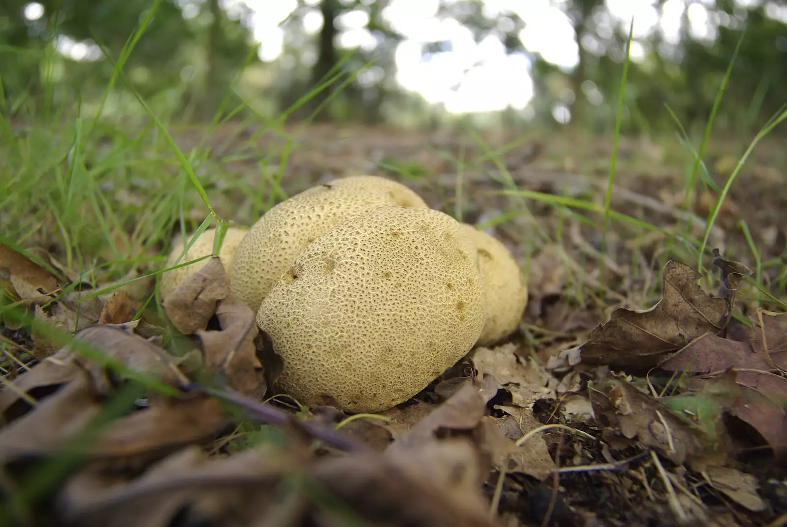 An interesting fungus, from A Picnic on The Ling, Wortham, Suffolk - 26th August 2007