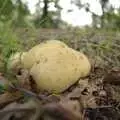 An interesting fungus, A Picnic on The Ling, Wortham, Suffolk - 26th August 2007