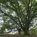 A spreading oak tree, A Picnic on The Ling, Wortham, Suffolk - 26th August 2007