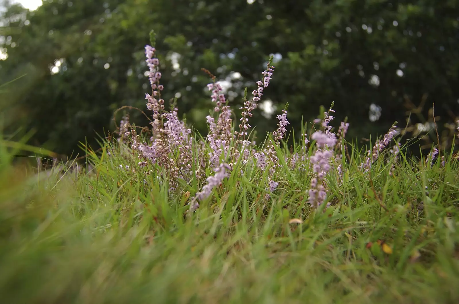 A cluster of pink flowers, from A Picnic on The Ling, Wortham, Suffolk - 26th August 2007