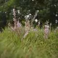 A cluster of pink flowers, A Picnic on The Ling, Wortham, Suffolk - 26th August 2007