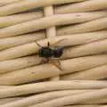 A bee stops for a rest on the picnic basket, A Picnic on The Ling, Wortham, Suffolk - 26th August 2007