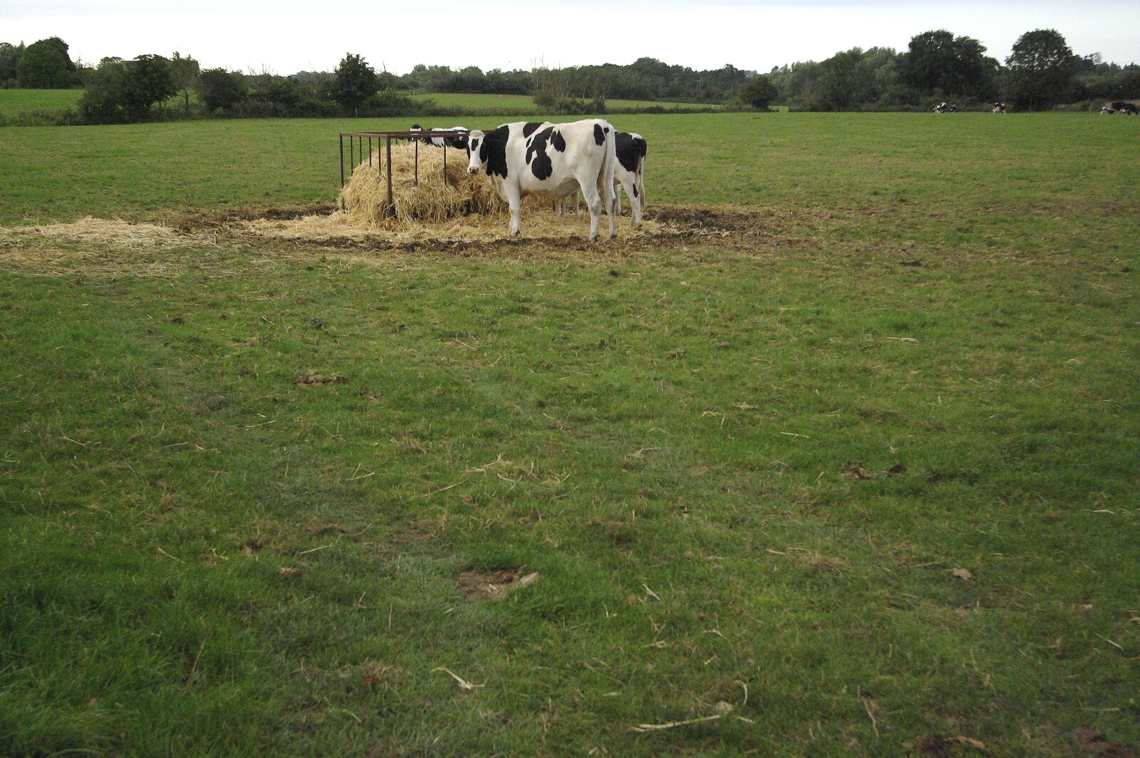 Some cows look over from A Picnic on The Ling, Wortham, Suffolk - 26th August 2007