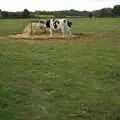 Some cows look over, A Picnic on The Ling, Wortham, Suffolk - 26th August 2007