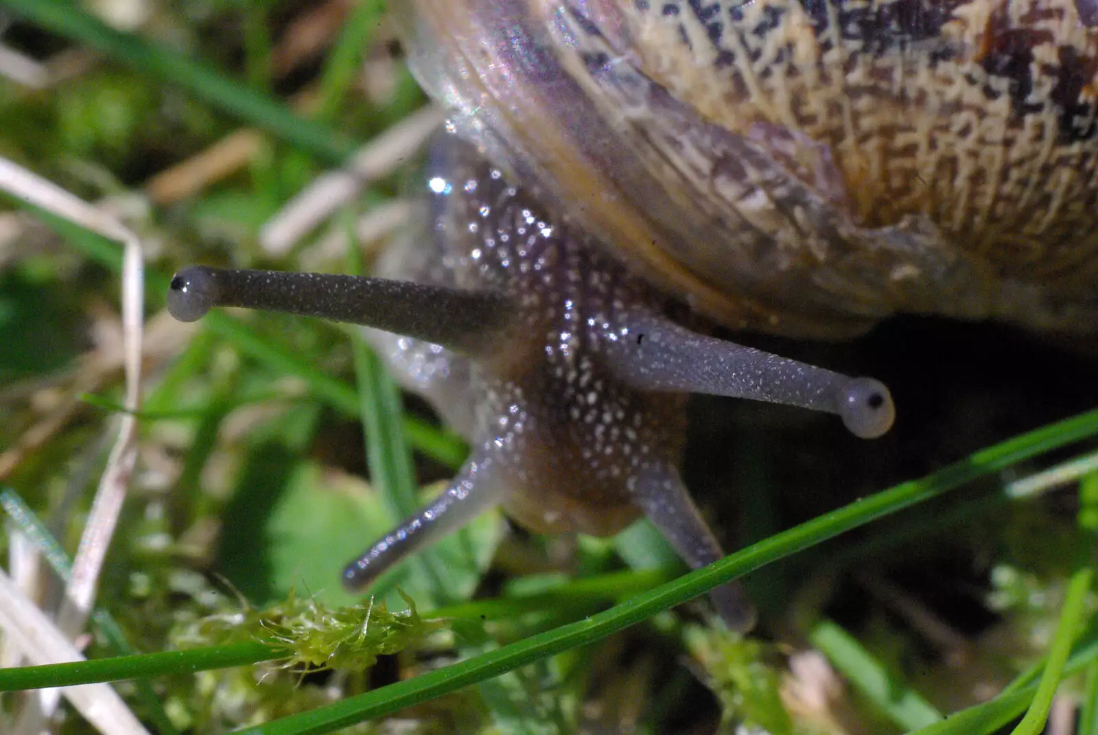 A snail has its peepers out, from Stourbridge Fair at the Leper Chapel, Cambridge - 8th September 2007