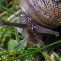 A snail has its peepers out, Stourbridge Fair at the Leper Chapel, Cambridge - 8th September 2007