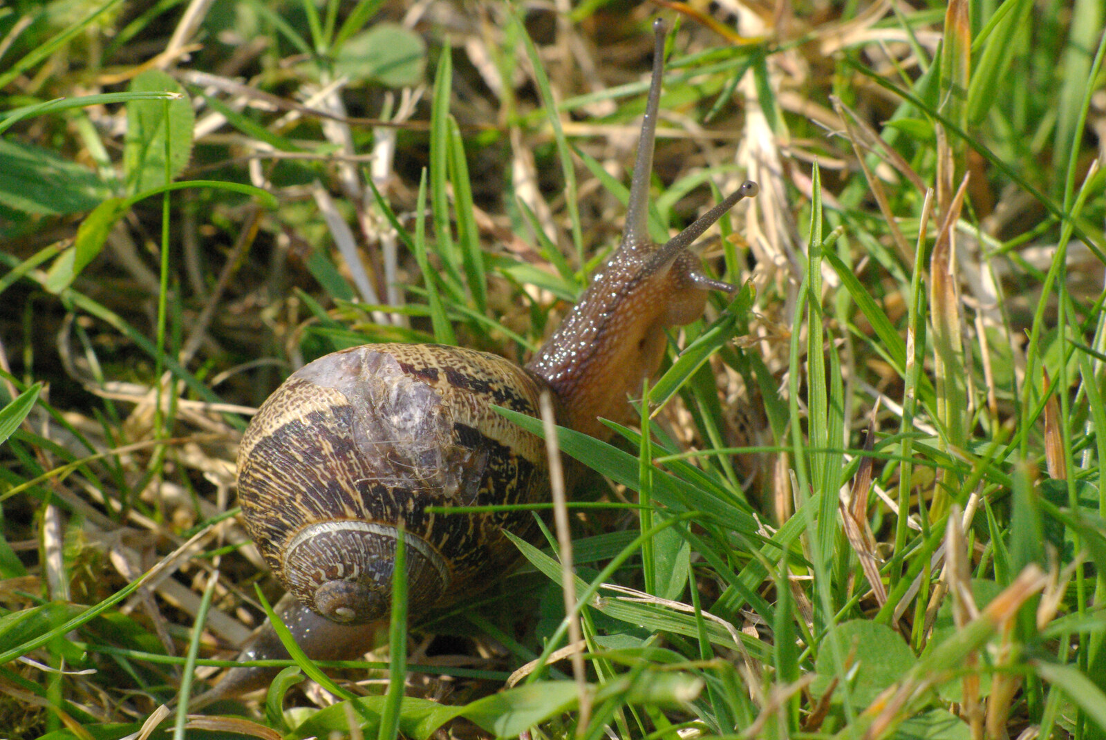 Stourbridge Fair at the Leper Chapel, Cambridge - 8th September 2007: A snail slimes around the garden
