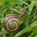 A nice whirled snail shell, Stourbridge Fair at the Leper Chapel, Cambridge - 8th September 2007