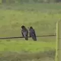 Two crows on a power line, 30th Birthday Party in Kilkee, County Clare, Ireland - 22nd September 2007