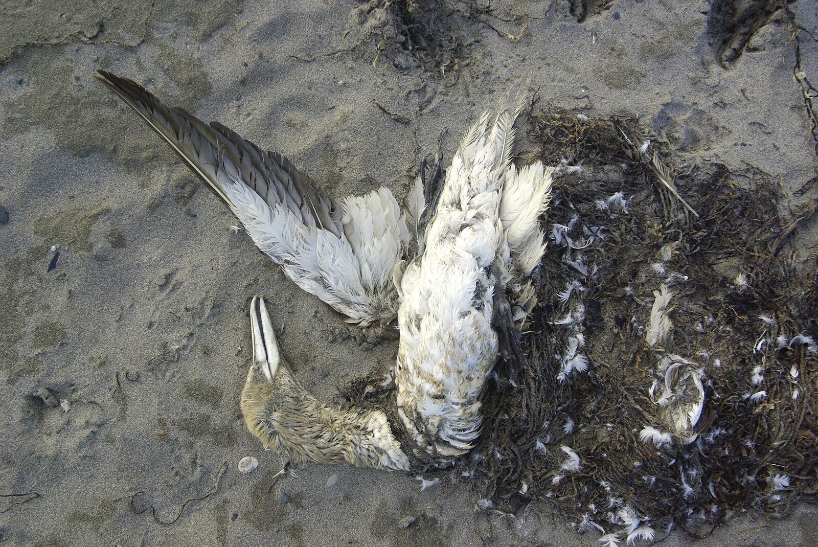 30th Birthday Party in Kilkee, County Clare, Ireland - 22nd September 2007: On Kilkee beach: a dead and decaying sea-bird