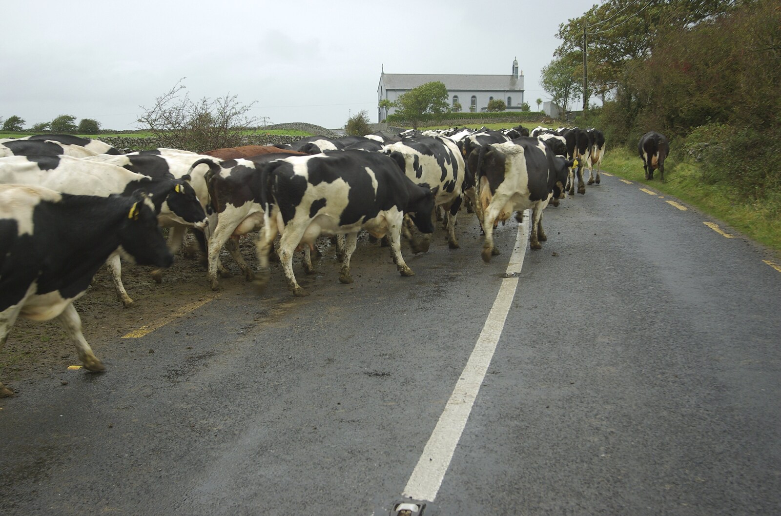 Kilkee to Galway, Connacht, Ireland - 23rd September 2007: There's a cow traffic jam