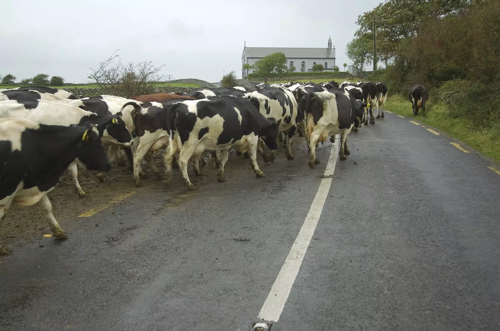 There's a cow traffic jam, from Kilkee to Galway, Connacht, Ireland - 23rd September 2007