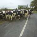 There's a cow traffic jam, Kilkee to Galway, Connacht, Ireland - 23rd September 2007