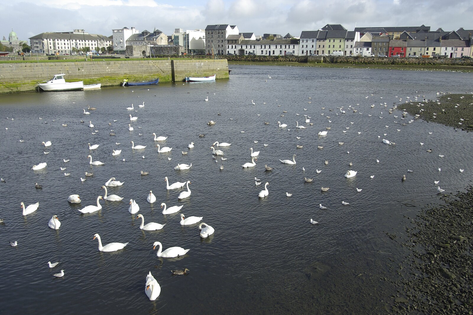 Kilkee to Galway, Connacht, Ireland - 23rd September 2007: Hundreds of swans float about
