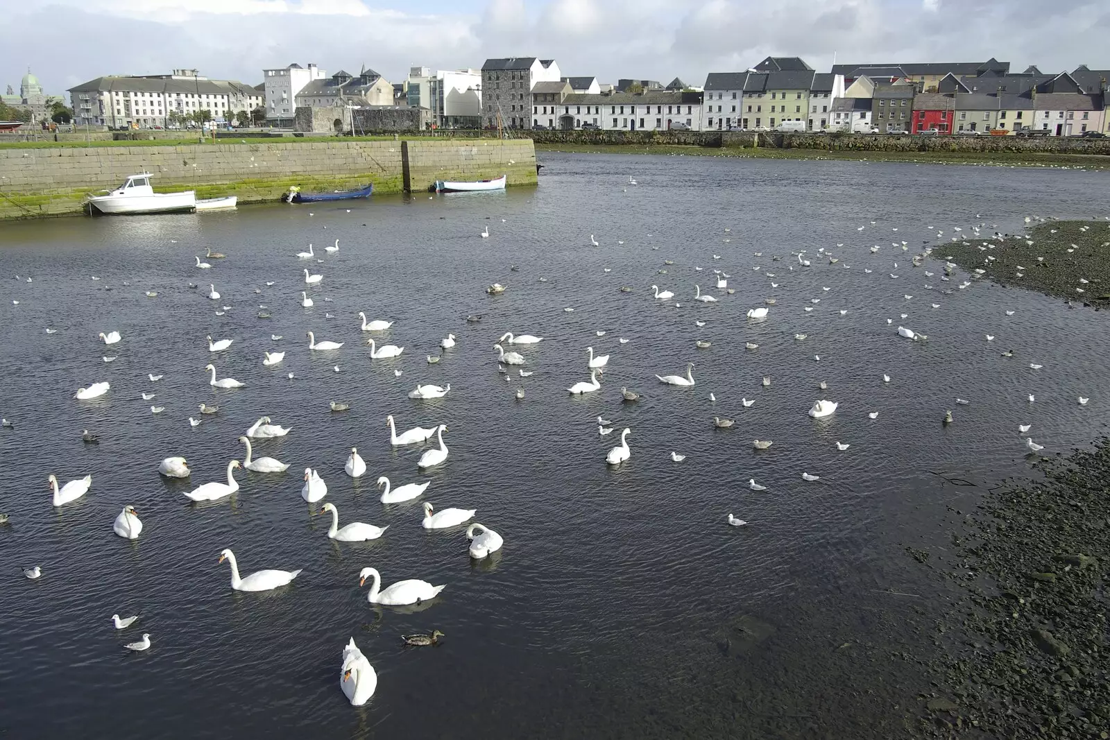 Hundreds of swans float about, from Kilkee to Galway, Connacht, Ireland - 23rd September 2007