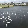 Hundreds of swans float about, Kilkee to Galway, Connacht, Ireland - 23rd September 2007