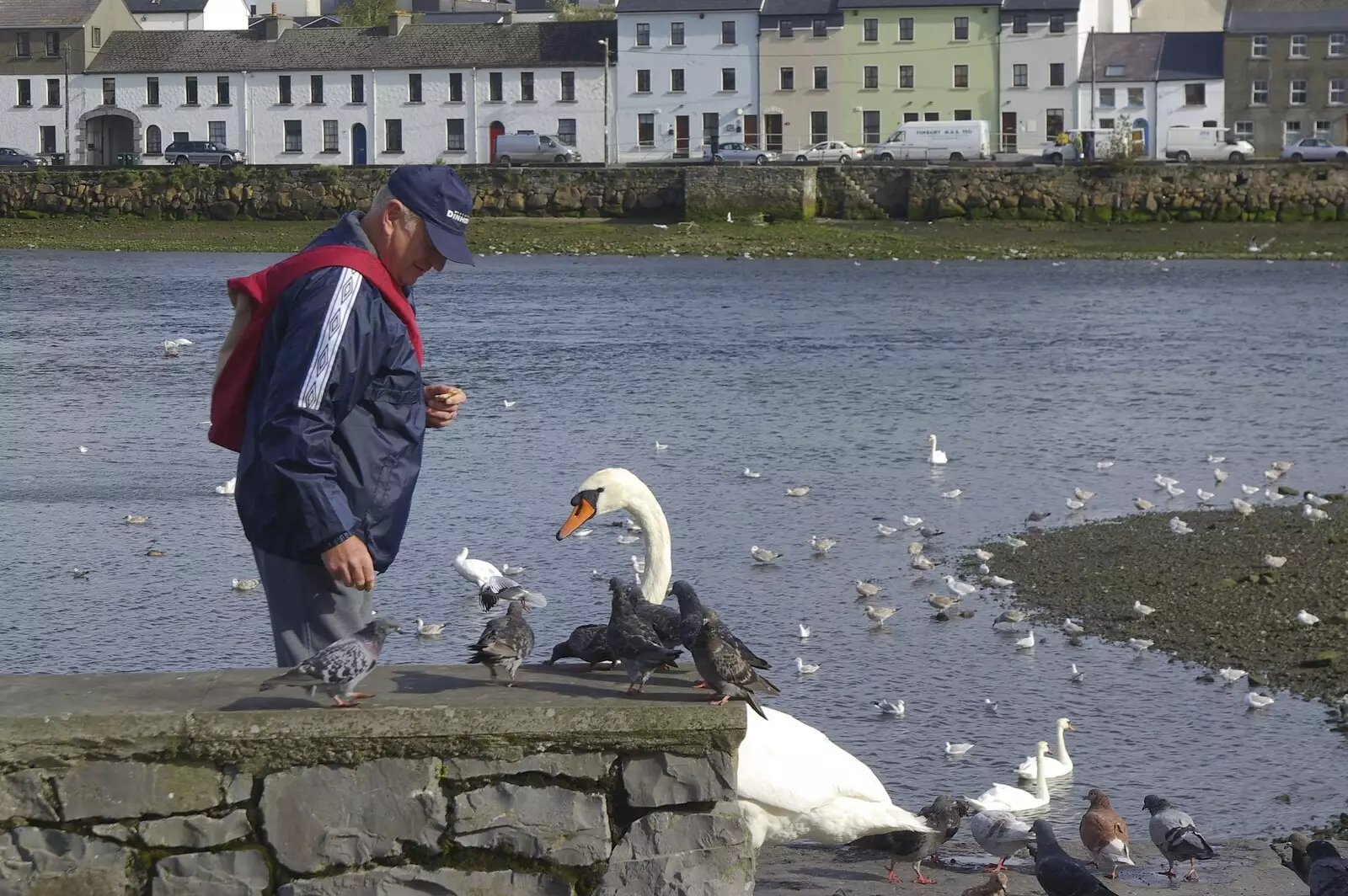 Some dude feeds the swans, from Kilkee to Galway, Connacht, Ireland - 23rd September 2007