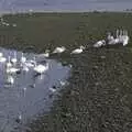 A line of swans leads to a family, Kilkee to Galway, Connacht, Ireland - 23rd September 2007