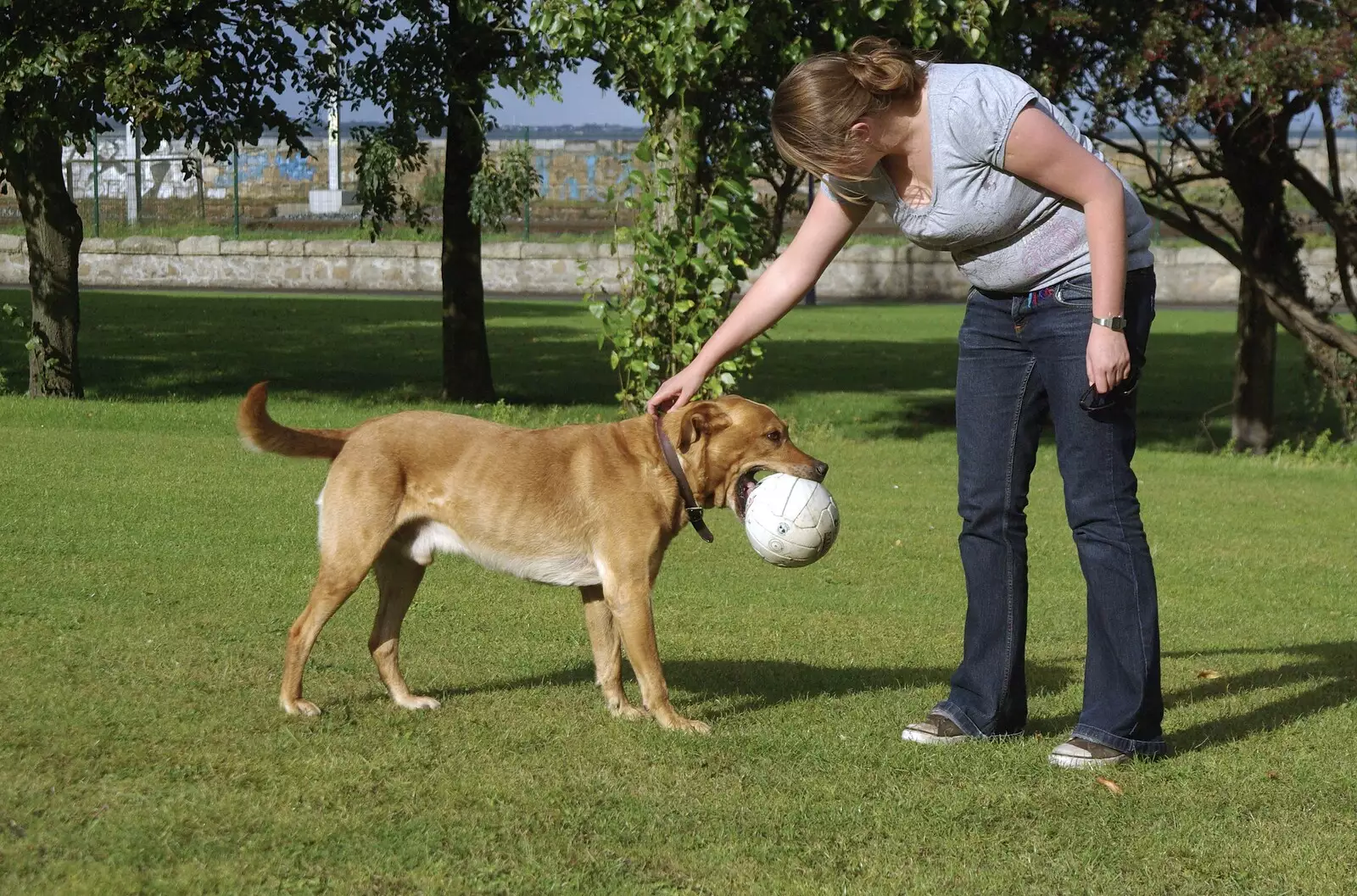 Oscar picks up the ball with his sharp teeth, from Blackrock and Dublin, Ireland - 24th September 2007