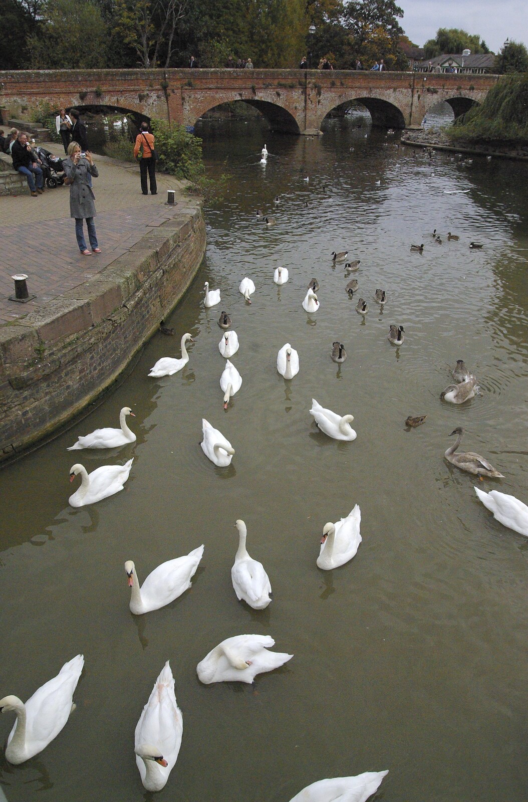 Matt's Wedding Reception, and a BSCC Presentation, Brome, Solihull and Stratford upon Avon - 6th October 2007: Many swans on the river