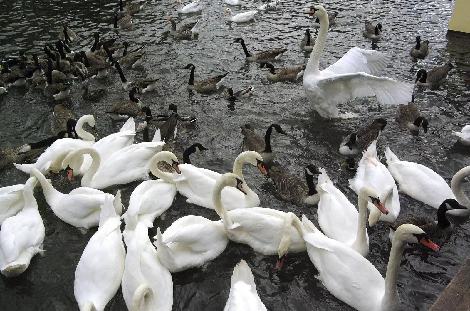 A throng of wildfowl, from A BSCC Presentation, and Matt's Wedding Reception, Solihull - 6th October 2007