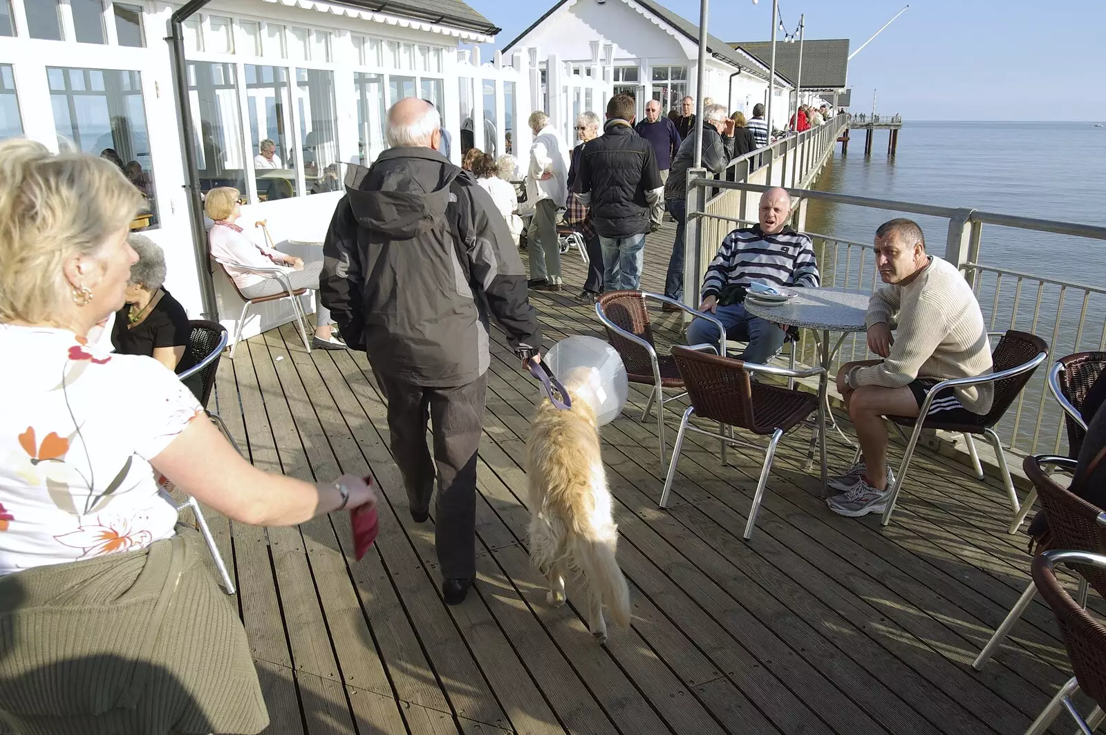 A dog with a cone on its head, from Coldham's Traffic Light Destruction, and a Trip to the Pier, Cambridge and Southwold - 21st October 2007