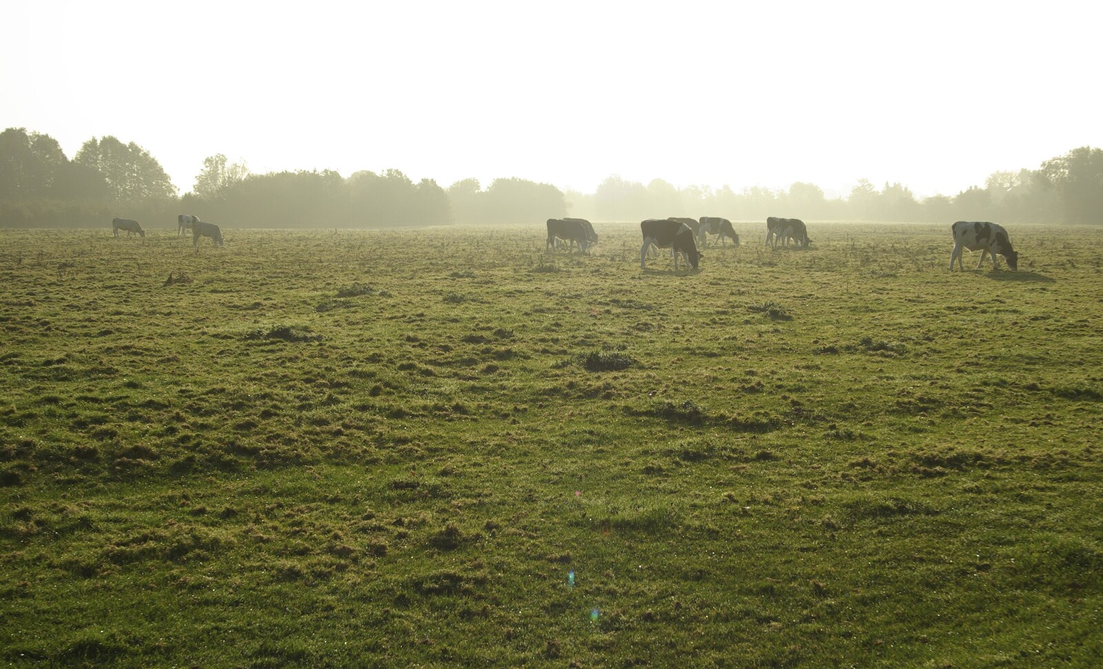 Coldham's Traffic Light Destruction, and a Trip to the Pier, Cambridge and Southwold - 21st October 2007: The cows of Coldham's Common in the morning on the cycle to work