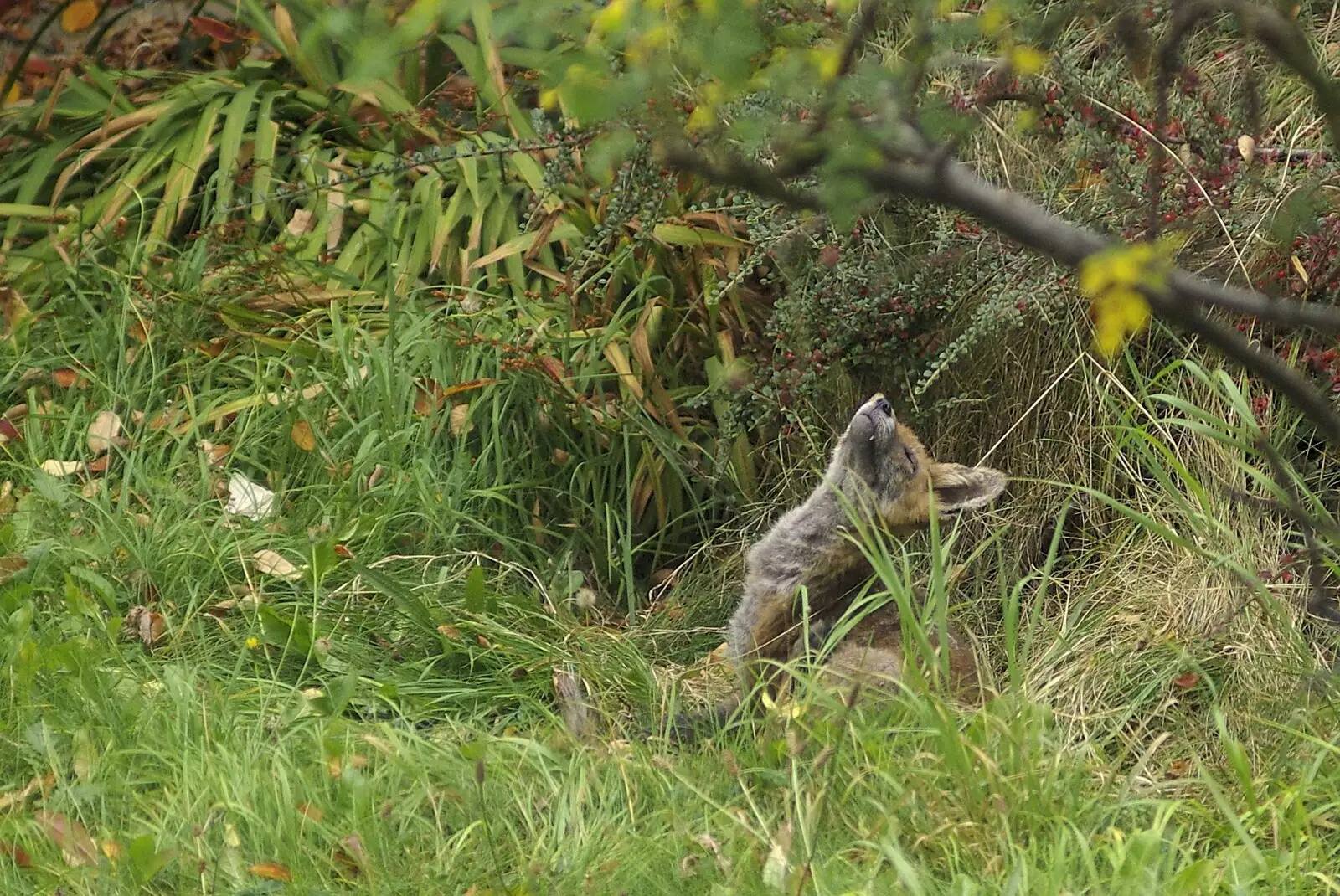 There's a mangy fox in Evelyn and Louise's garden, from Apple Pressing, and Isobel's 30th in Blackrock, Dublin, Ireland - 2nd November 2007