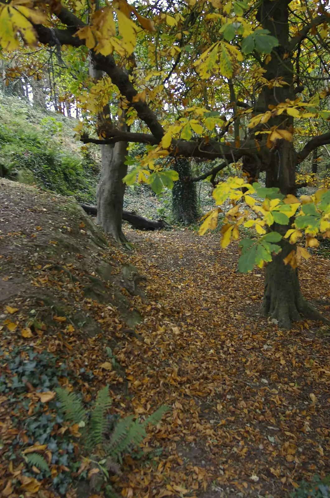 Autumn woods near Killiney Point, Co. Dublin, from Apple Pressing, and Isobel's 30th in Blackrock, Dublin, Ireland - 2nd November 2007