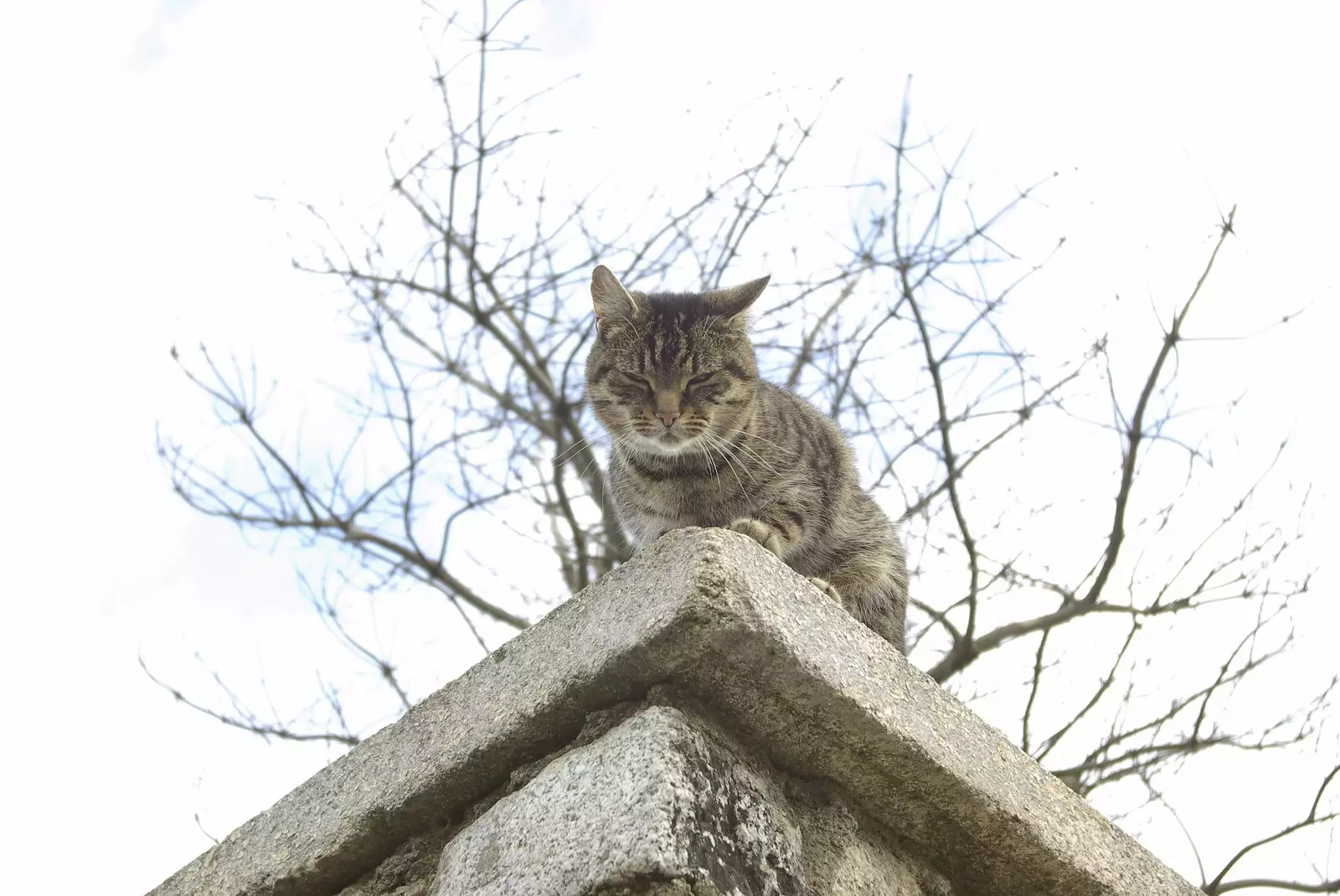 A cat on a wall, from Apple Pressing, and Isobel's 30th in Blackrock, Dublin, Ireland - 2nd November 2007