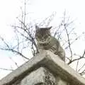 A cat on a wall, Apple Pressing, and Isobel's 30th in Blackrock, Dublin, Ireland - 2nd November 2007