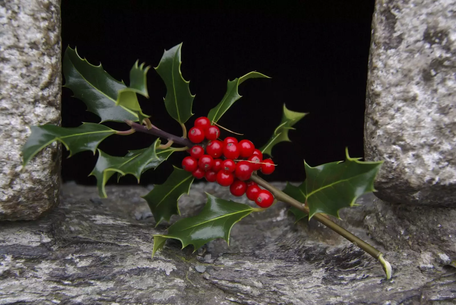 Close up holly, from Reflections: A Day at Glendalough, County Wicklow, Ireland - 3rd November 2007