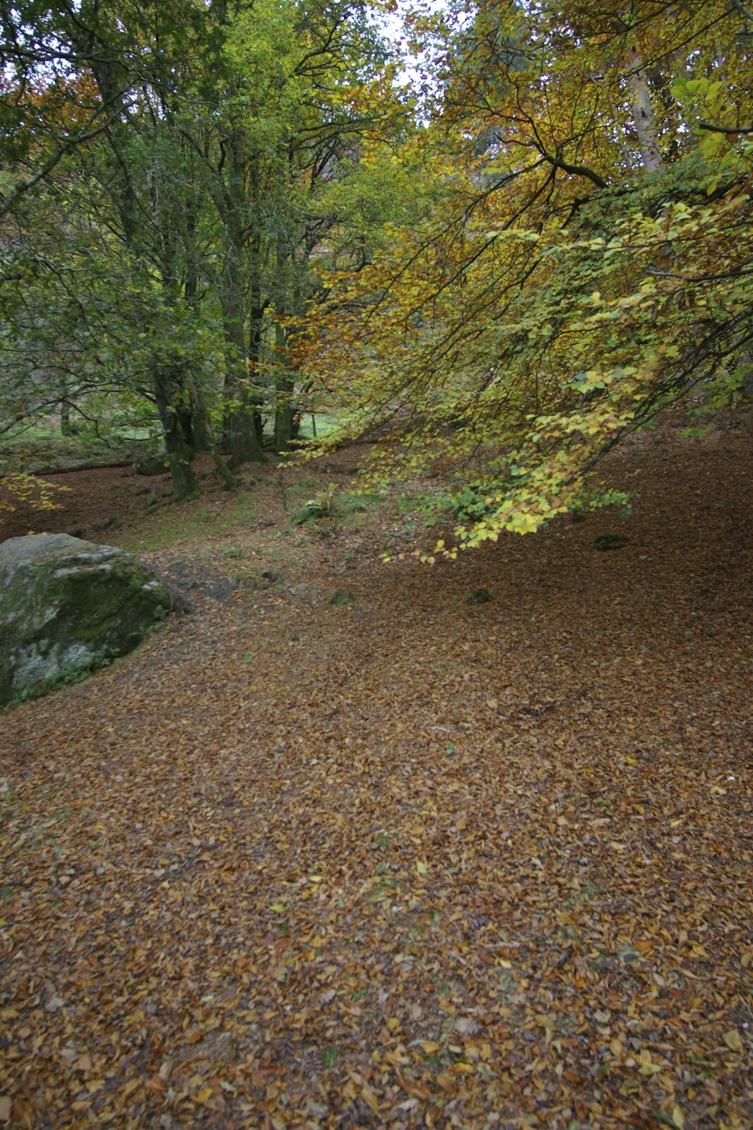 Reflections: A Day at Glendalough, County Wicklow, Ireland - 3rd November 2007: A carpet of fallen leaves provides vivid autumn colours