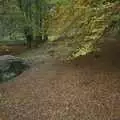 A carpet of leaves provides vivid autumn colours, Reflections: A Day at Glendalough, County Wicklow, Ireland - 3rd November 2007