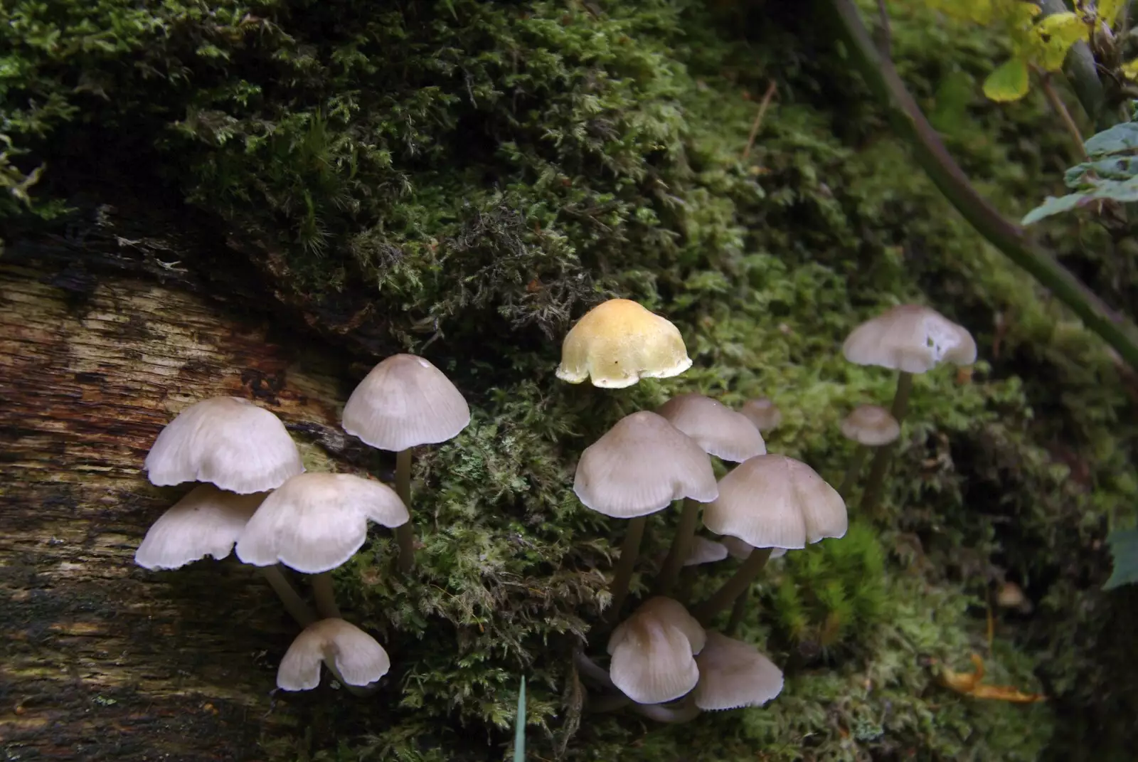 Mushrooms in the undergrowth, from Reflections: A Day at Glendalough, County Wicklow, Ireland - 3rd November 2007