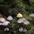 Mushrooms in the undergrowth