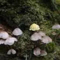 Mushrooms in the undergrowth, Reflections: A Day at Glendalough, County Wicklow, Ireland - 3rd November 2007