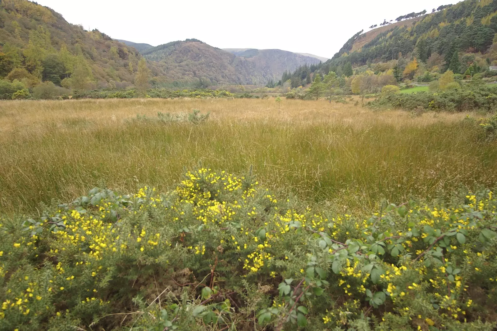 There's some late gorse in flower, from Reflections: A Day at Glendalough, County Wicklow, Ireland - 3rd November 2007