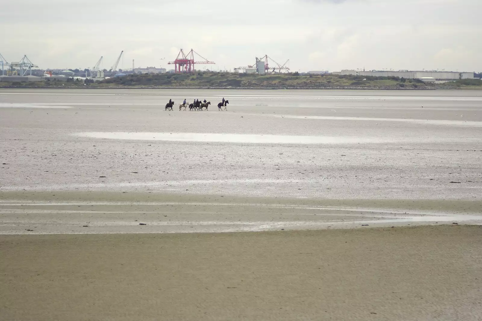 Horses gather out on Dublin Bay mud flats, from Reflections: A Day at Glendalough, County Wicklow, Ireland - 3rd November 2007