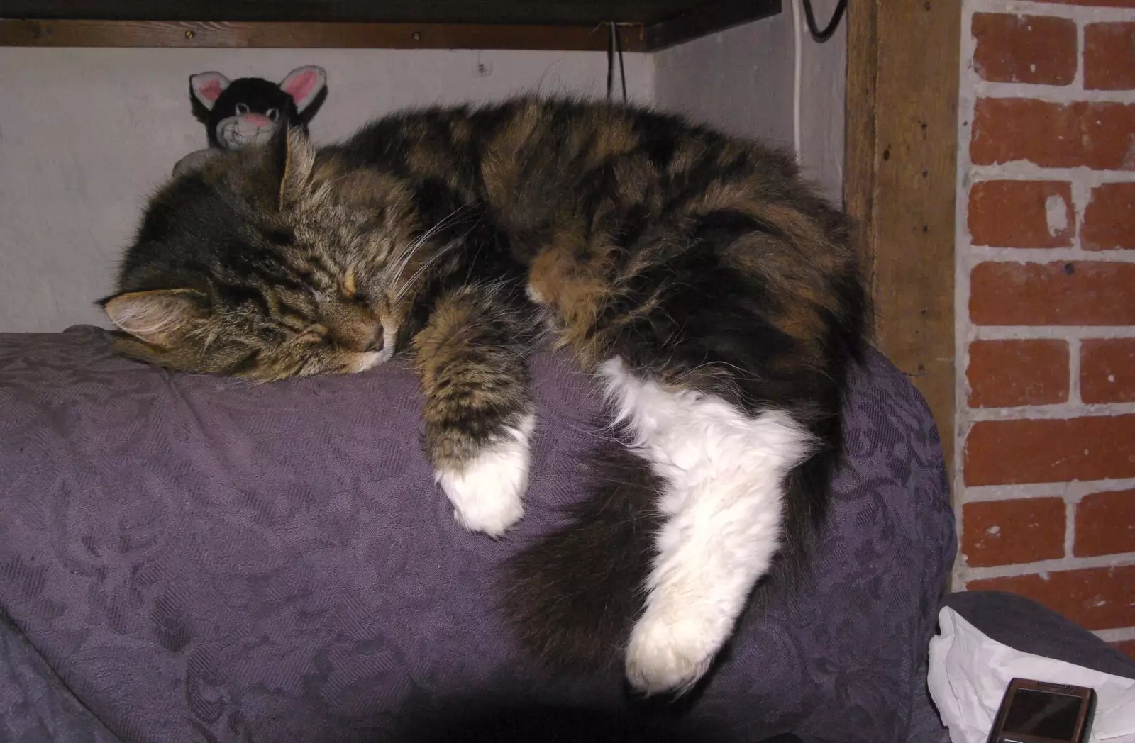 Sophie sleeps on the arm of the sofa, from The BSCC Christmas Dinner, Swan Inn, Brome, Suffolk - 8th December 2007