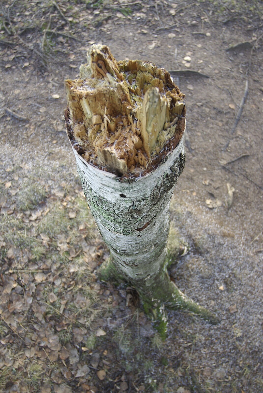 A broken tree stump from Gamla Uppsala, Uppsala County, Sweden - 16th December 2007
