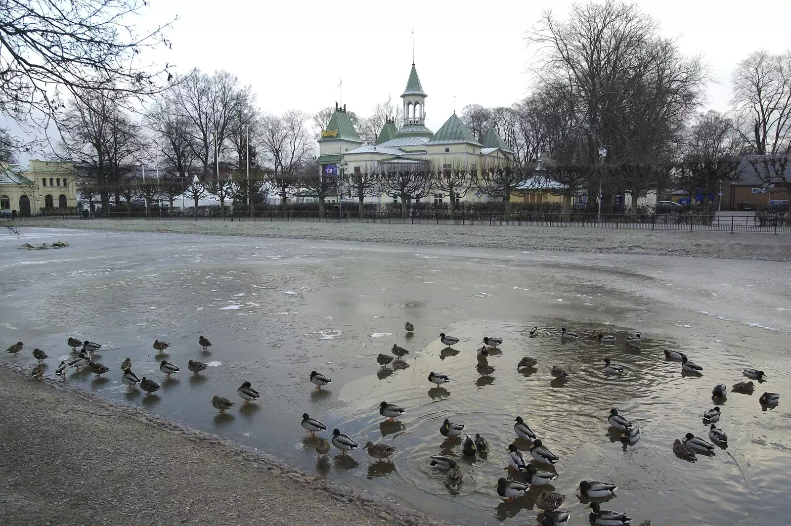 Ducks on a frozen pond, from Gamla Uppsala, Uppsala County, Sweden - 16th December 2007