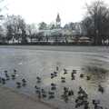 Ducks on a frozen pond, Gamla Uppsala, Uppsala County, Sweden - 16th December 2007